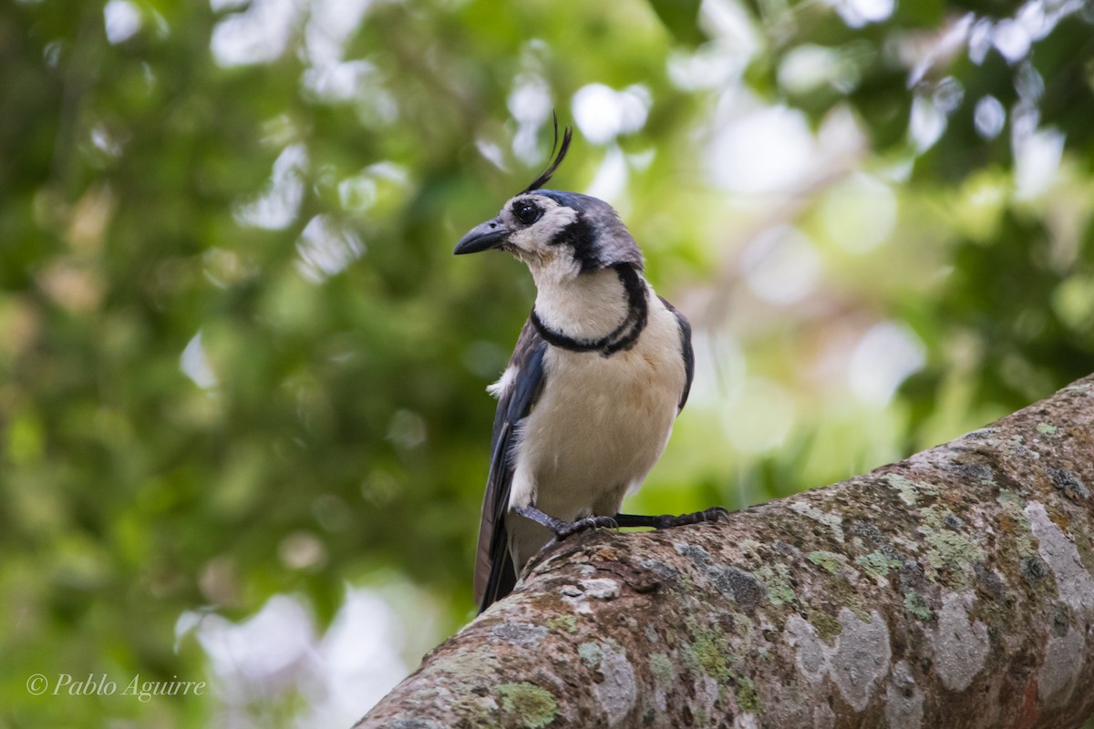 White-throated Magpie-Jay - ML605598271