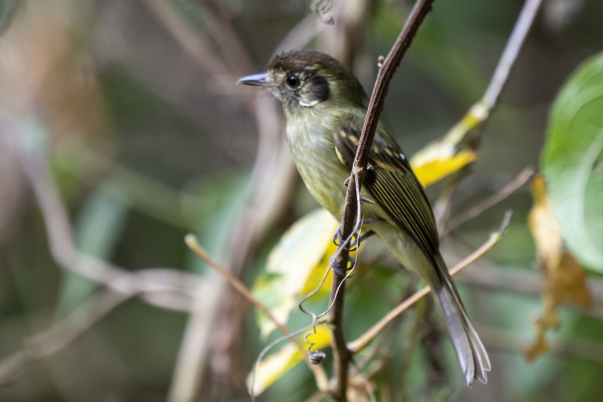Sepia-capped Flycatcher - ML605600531