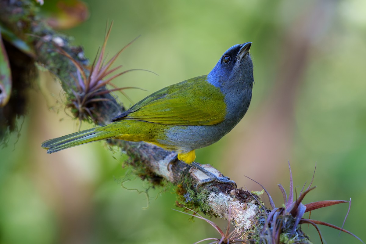 Blue-capped Tanager - ML605601191