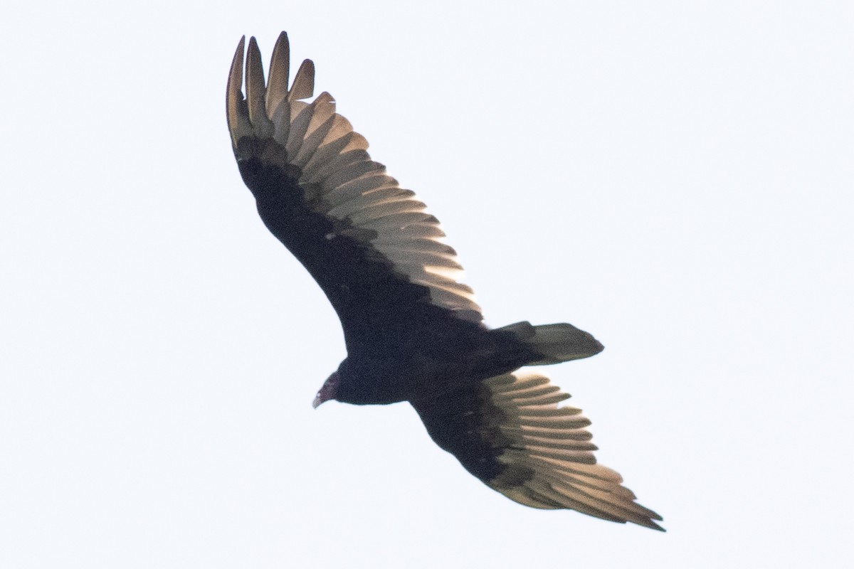 Turkey Vulture - ML605603611
