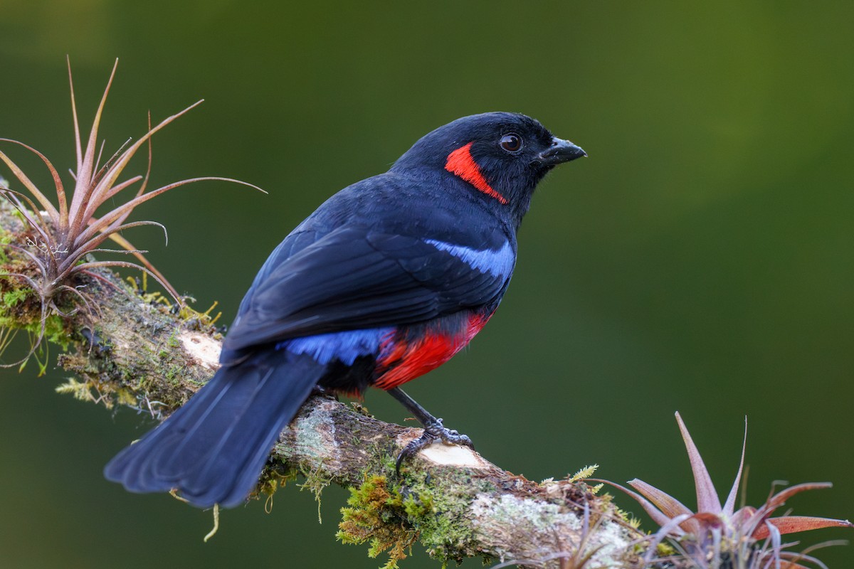 Scarlet-bellied Mountain Tanager - ML605604931