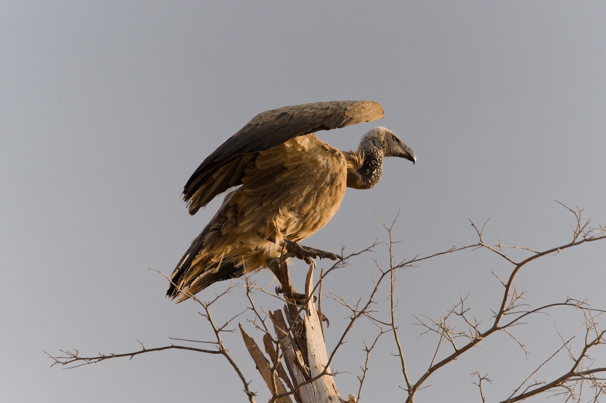 White-backed Vulture - ML605605571