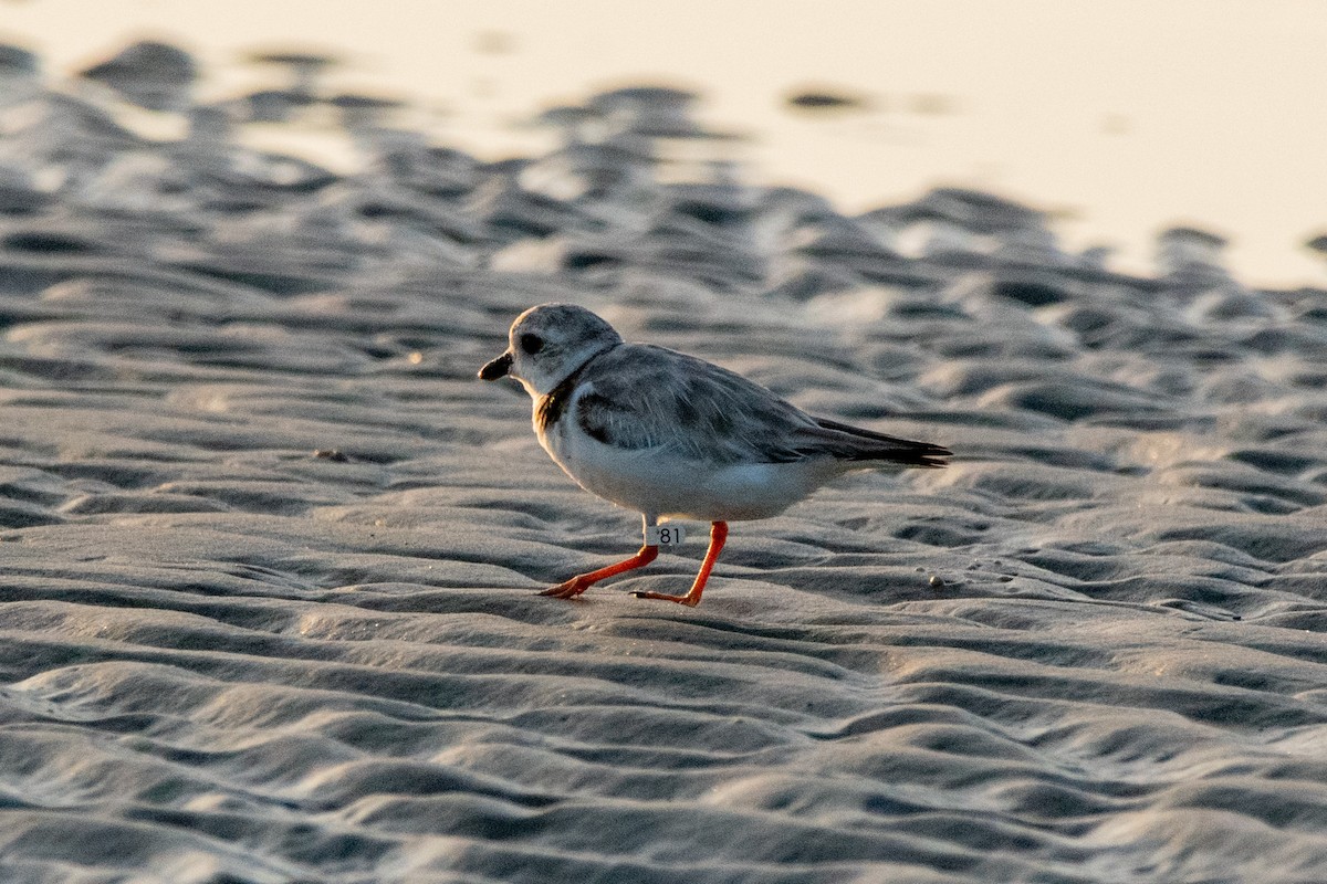 Piping Plover - ML605605711