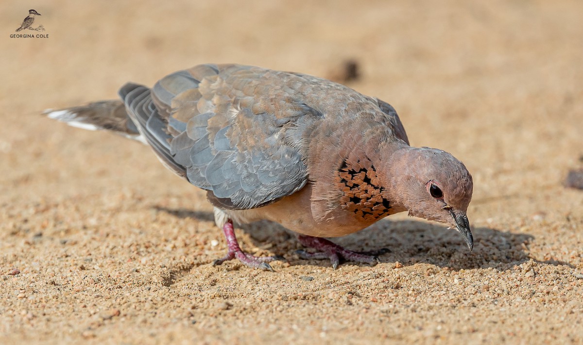 Laughing Dove - ML605609451