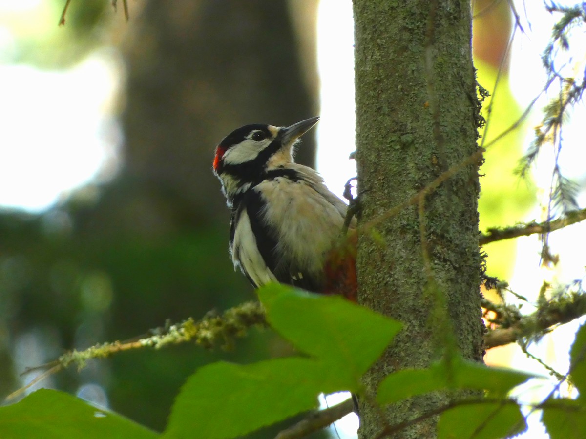 Great Spotted Woodpecker (Great Spotted) - ML605609711