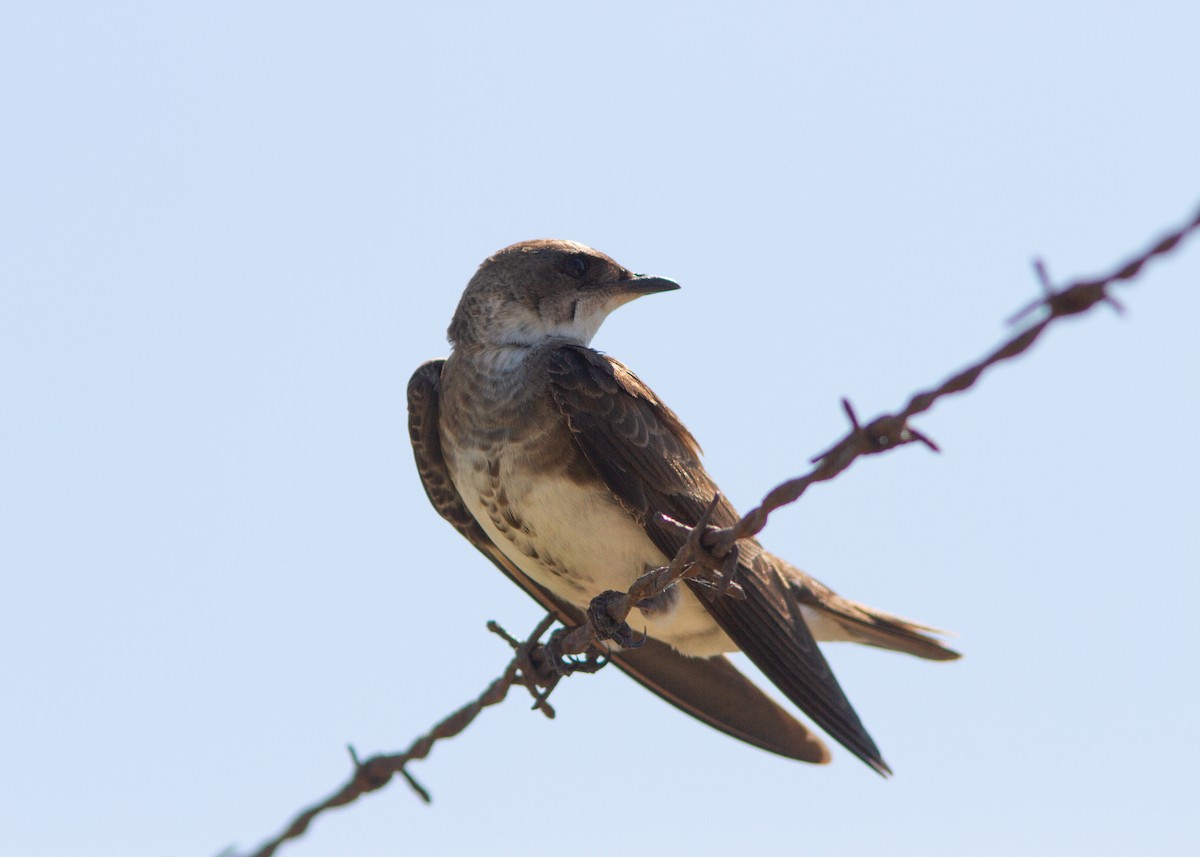 Brown-chested Martin (fusca) - ML605611171