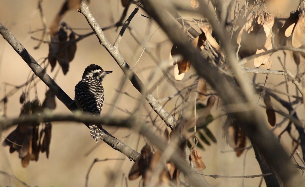 Striped Woodpecker - Richard Greenhalgh
