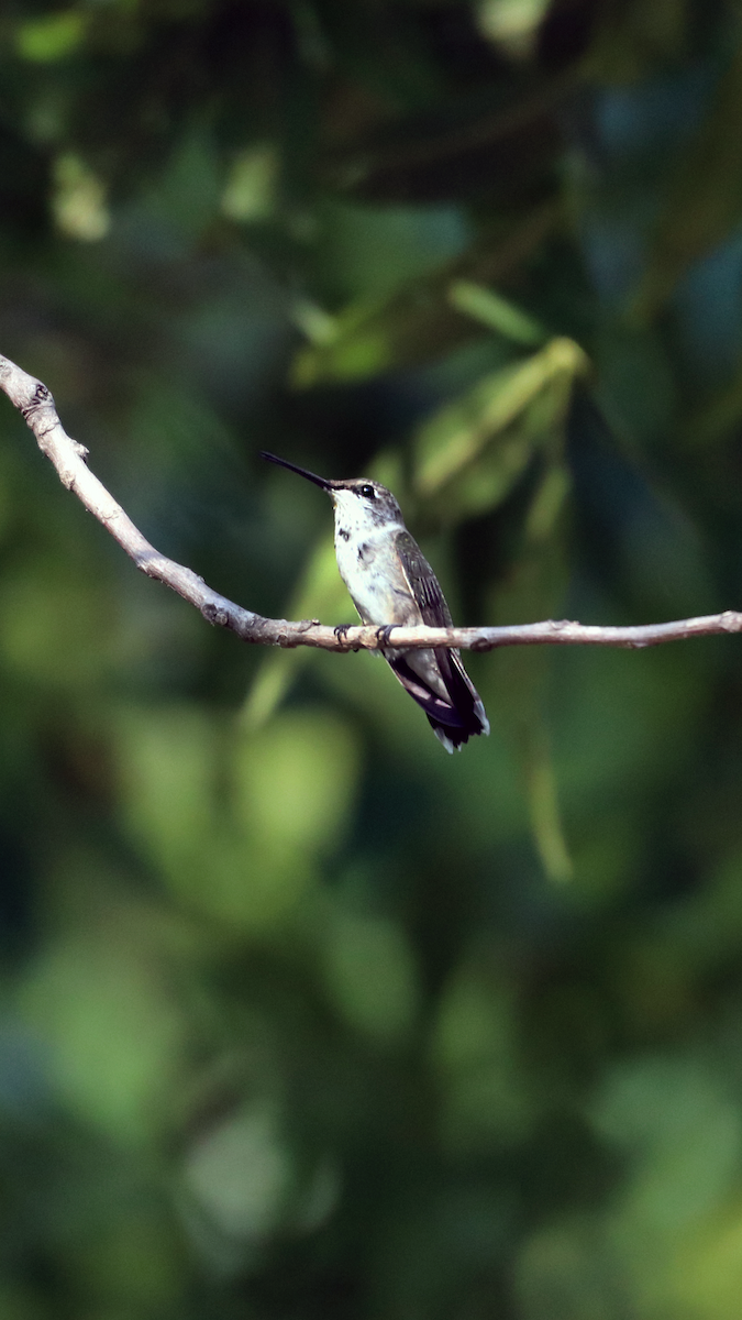 Ruby-throated Hummingbird - ML605618831