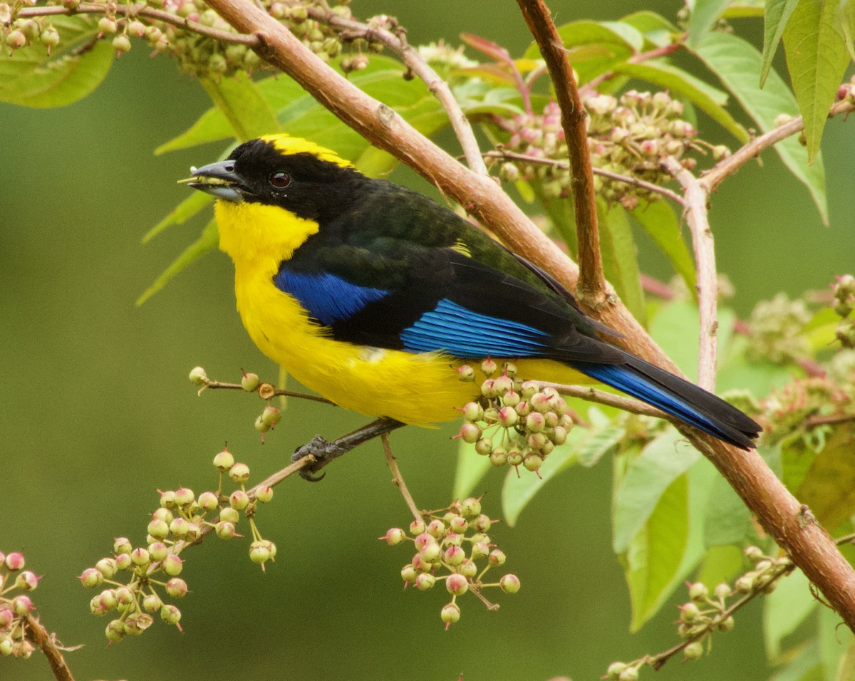 Blue-winged Mountain Tanager - ML605621681