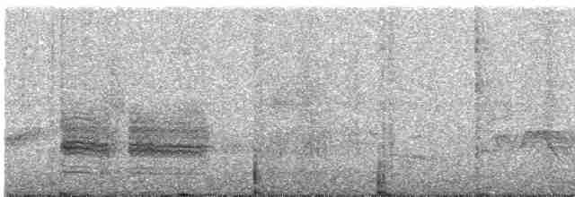 svartryggvarsler (collaris gr.) - ML605621821
