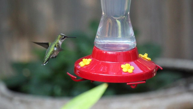 Ruby-throated Hummingbird - ML605622711