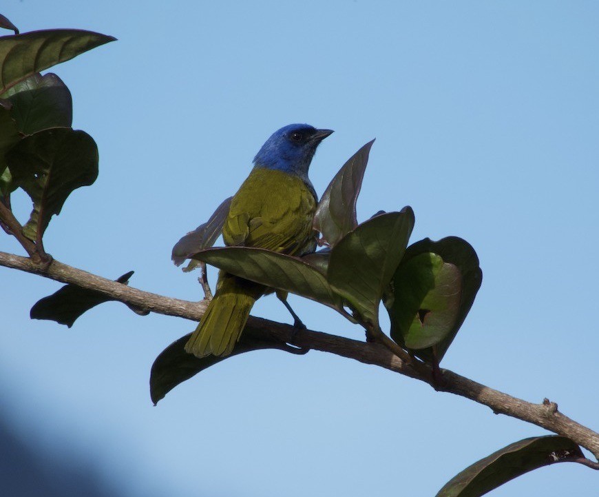 Blue-capped Tanager - ML605624181