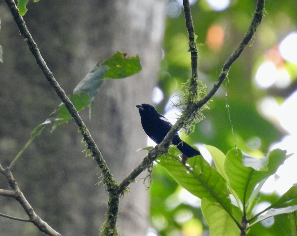 White-shouldered Tanager - ML605624331