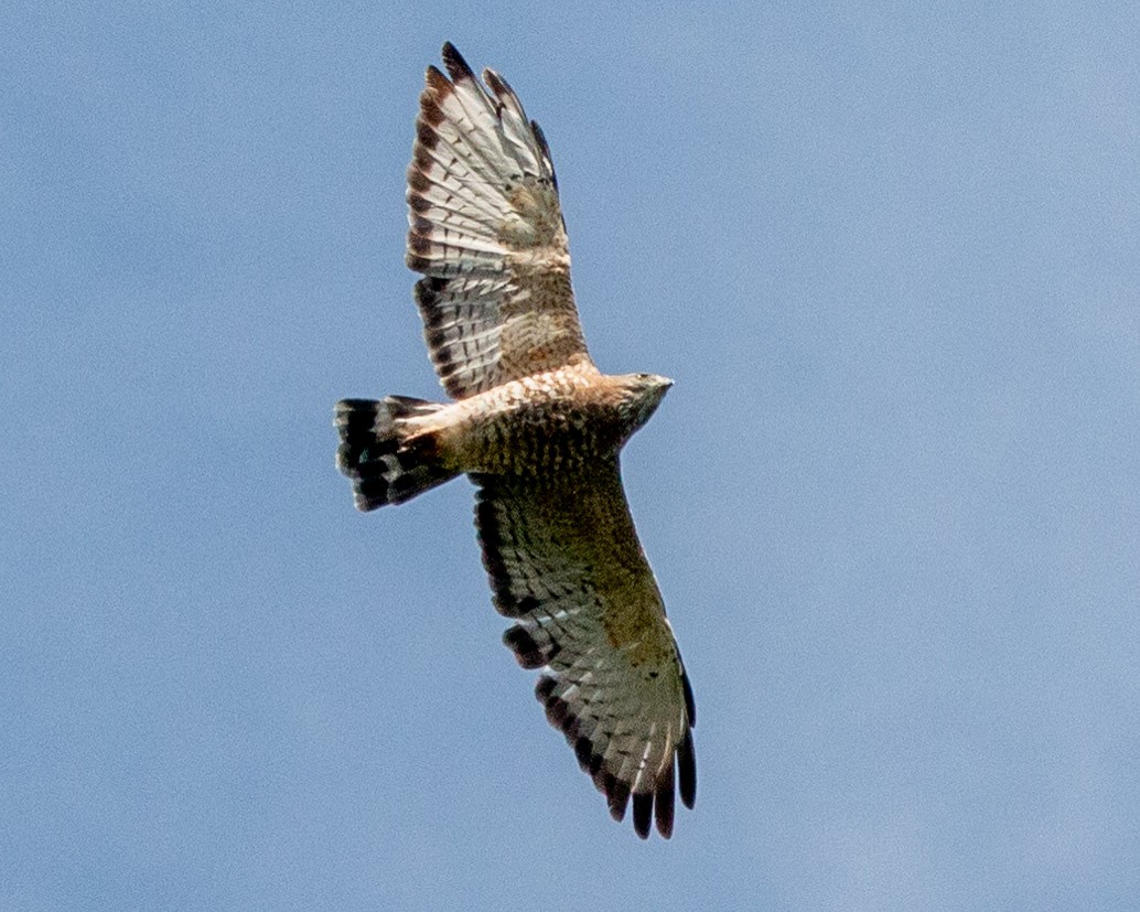 Broad-winged Hawk - ML605625641