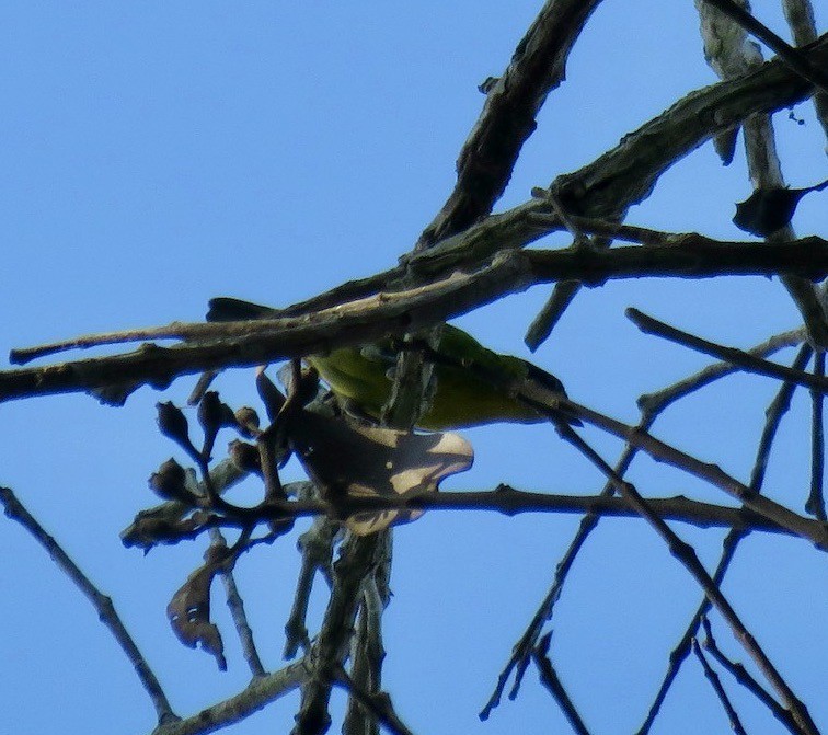 Green-and-gold Tanager - ML605627771