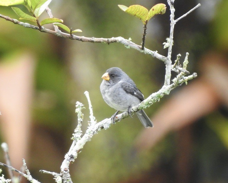 Gray Seedeater - ML605628031