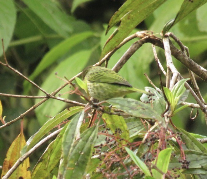 Spotted Tanager - ML605628121
