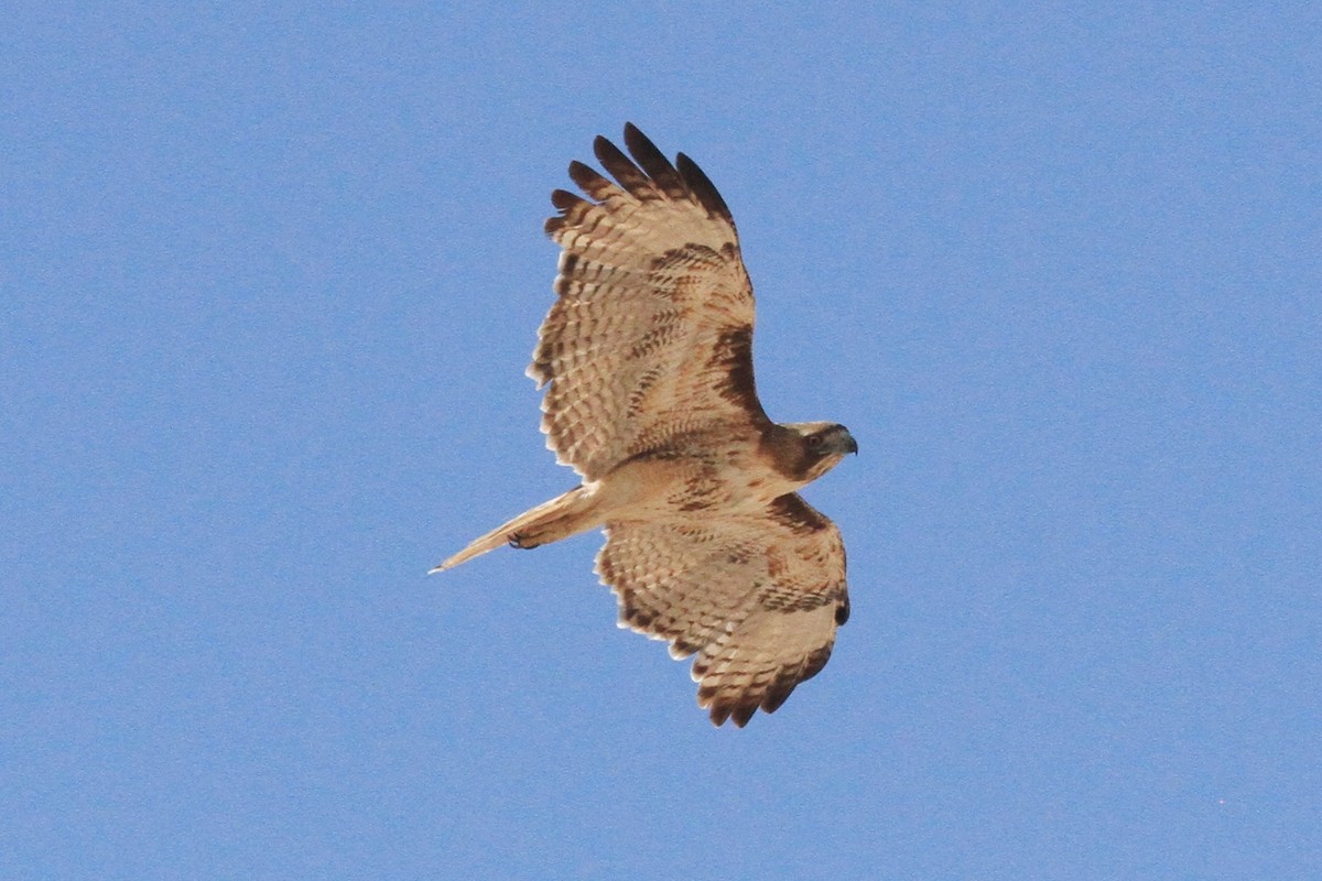 Red-tailed Hawk - ML60562891