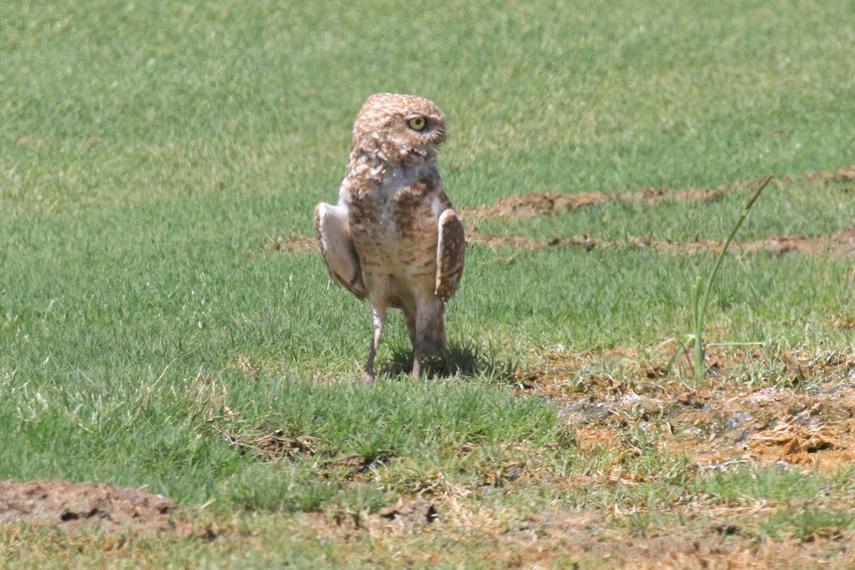 Burrowing Owl - Lindsay Story