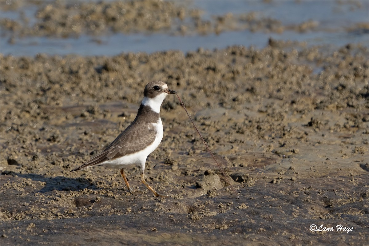 Semipalmated Plover - ML605640691