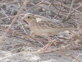 Torillo alaudino - eBird
