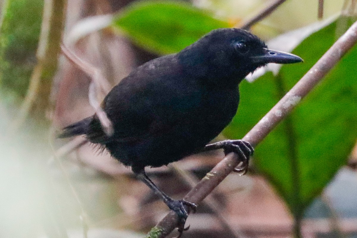Stub-tailed Antbird - Matthew Douglas Gable