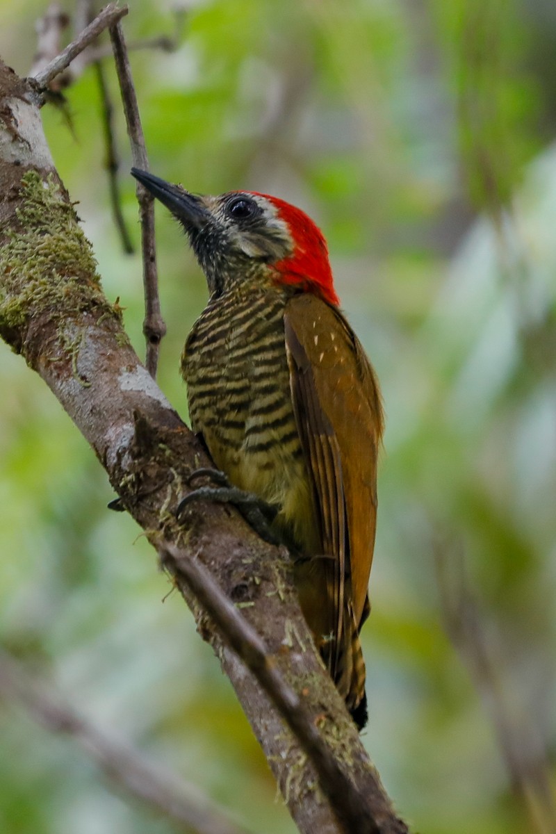 Yellow-vented Woodpecker - ML605650811