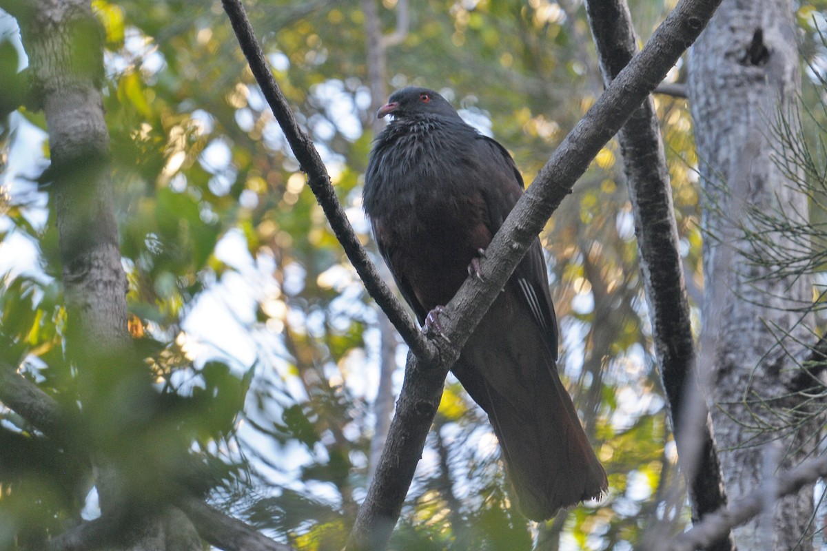 New Caledonian Imperial-Pigeon - ML605652051