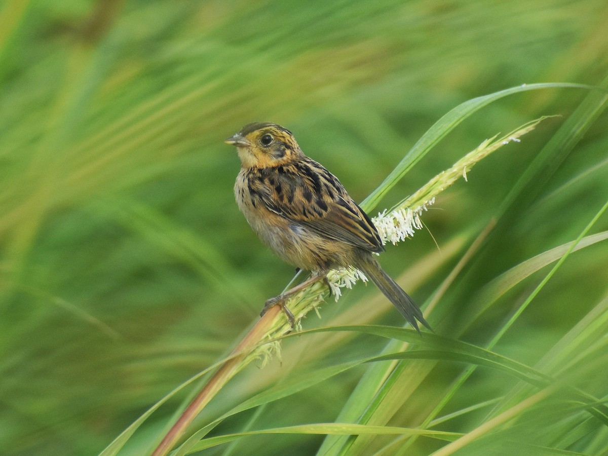 Saltmarsh Sparrow - C Liazos