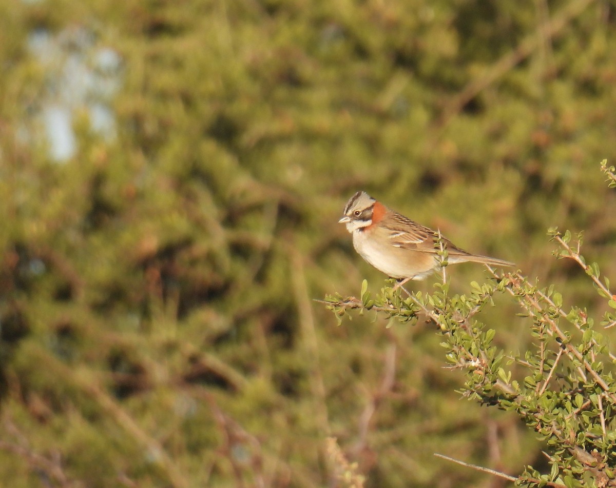 Rufous-collared Sparrow - ML605653981