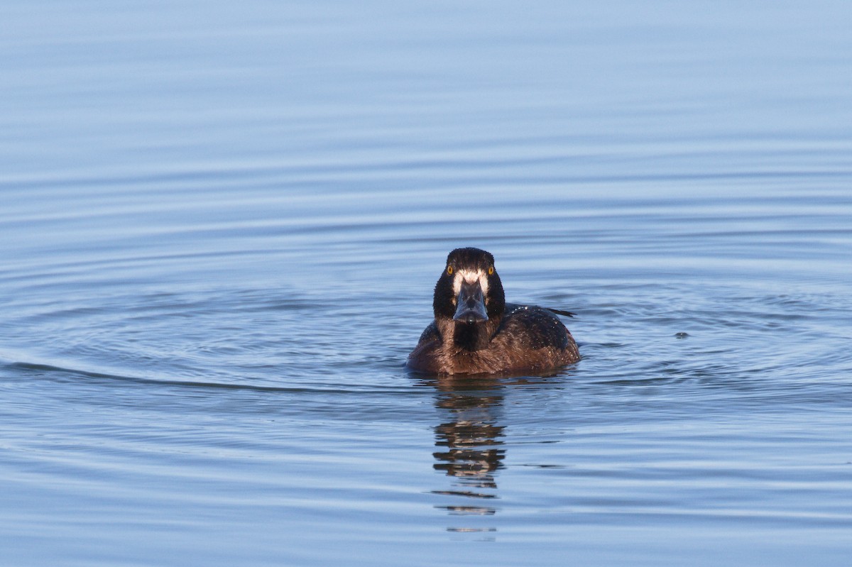 Tufted Duck - ML605656201