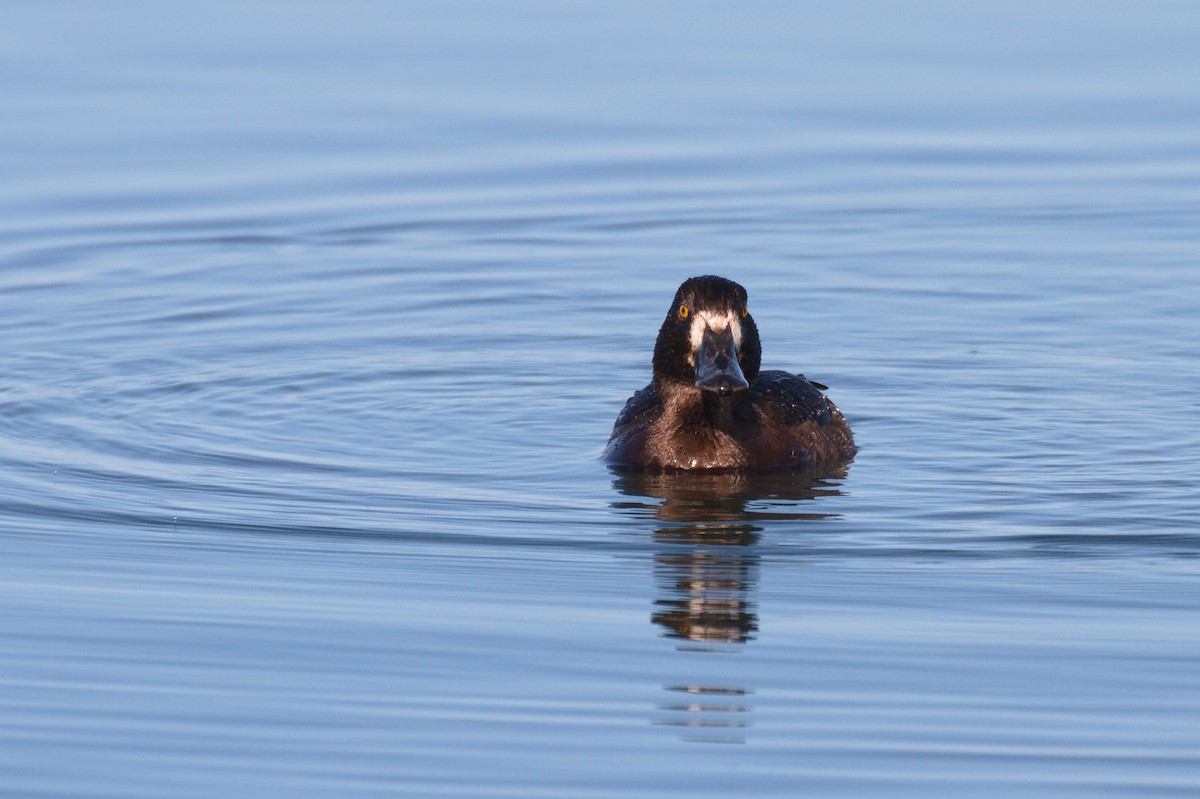 Tufted Duck - ML605656241