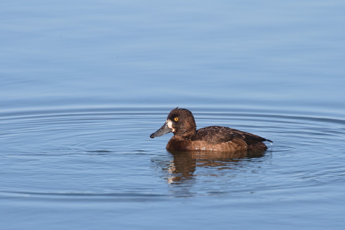 Tufted Duck - ML605656301