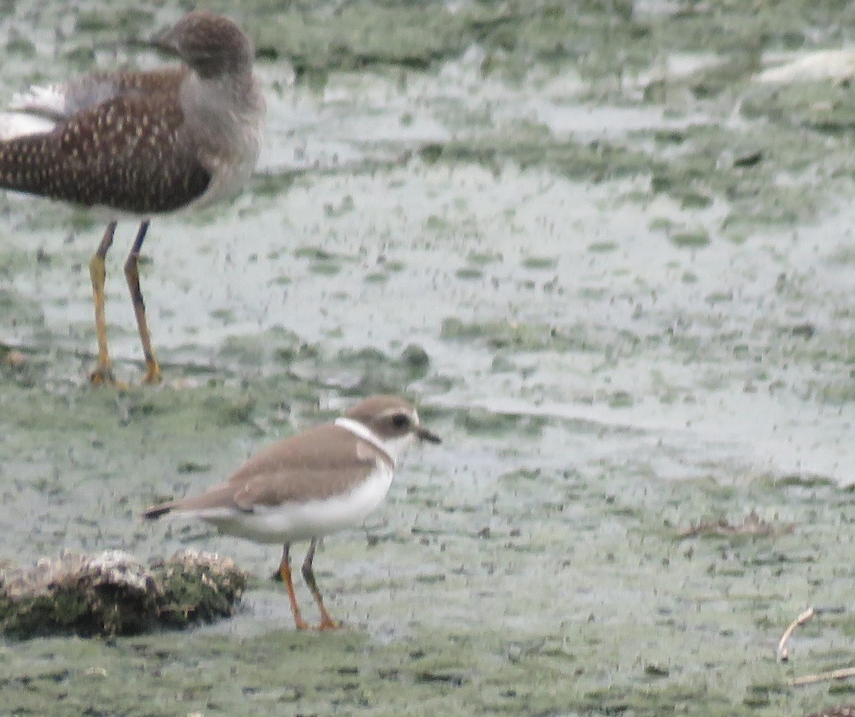 Semipalmated Plover - ML605656451