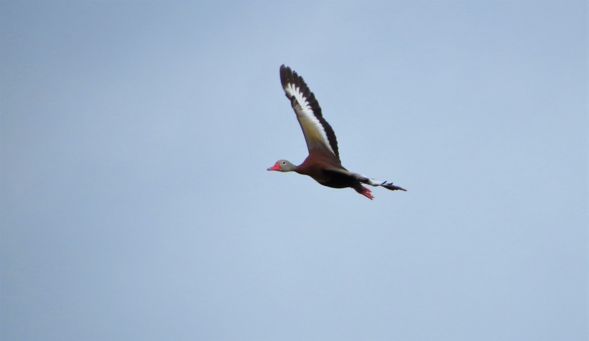 Black-bellied Whistling-Duck - Susan Young