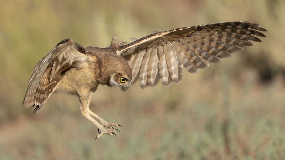 Burrowing Owl - ML605659591