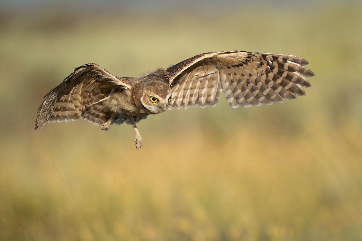 Burrowing Owl - ML605659601