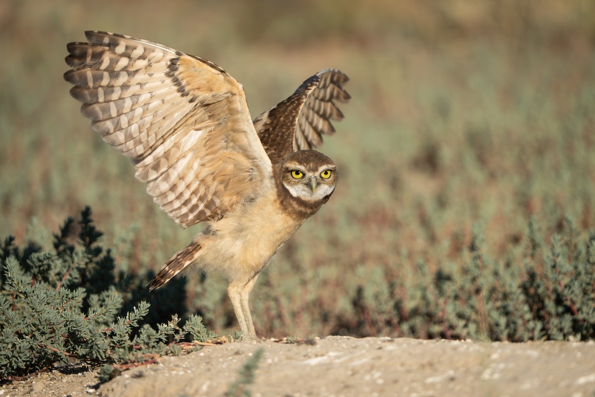 Burrowing Owl - Darren Clark