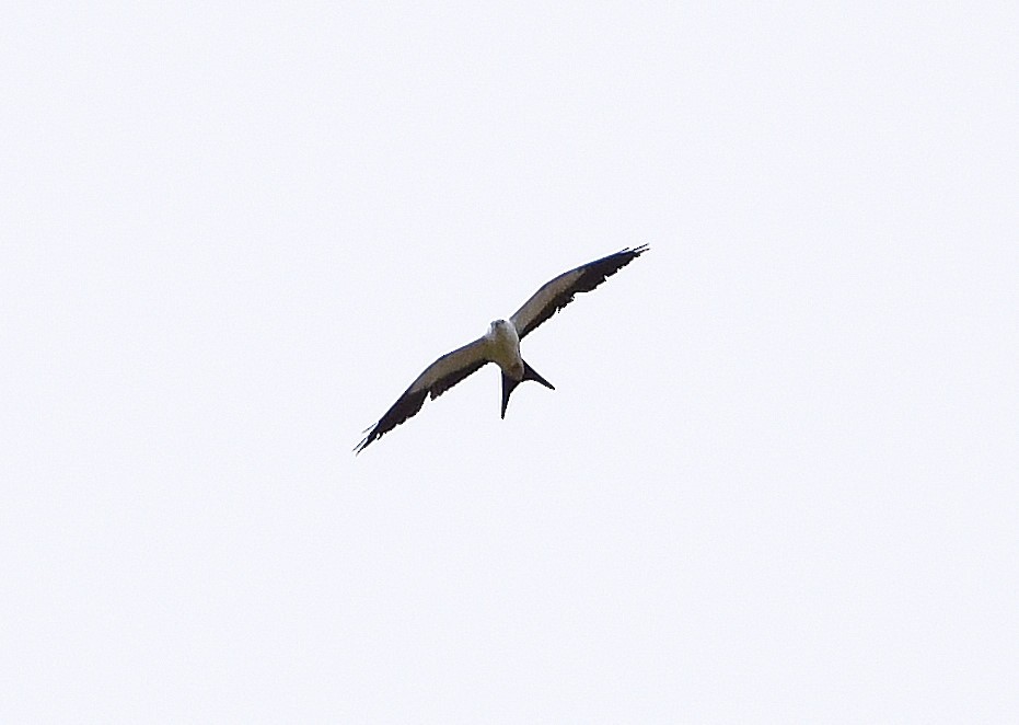Swallow-tailed Kite - Friends of Exton Park Data