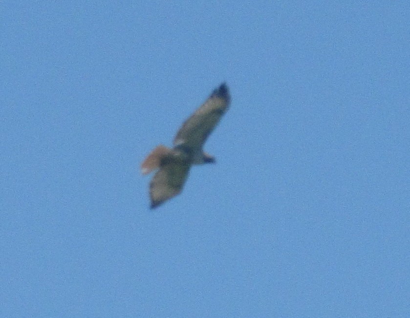 Red-tailed Hawk - ML60566261