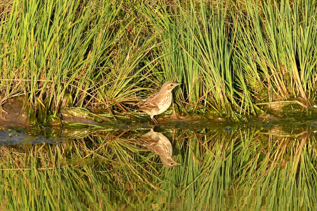 Water Pipit - ML605672591