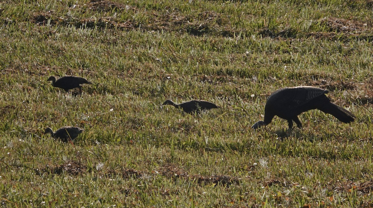 eBird Checklist 21 Aug 2023 Great Smoky Mountains NPCades Cove