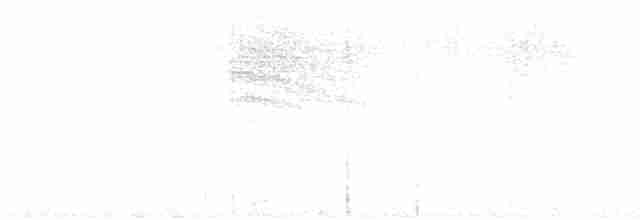 White-lored Gnatcatcher - ML605673621