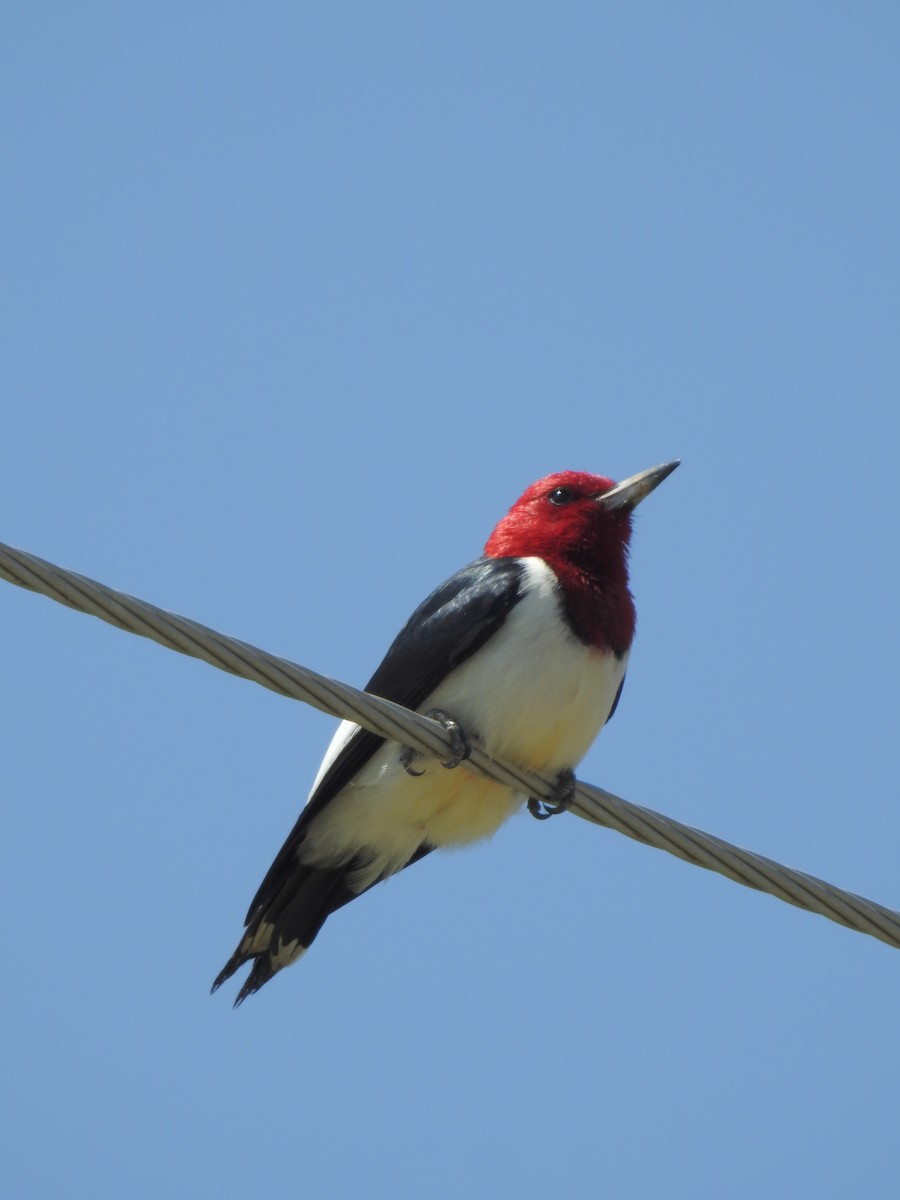 Red-headed Woodpecker - Jeffrey Hill