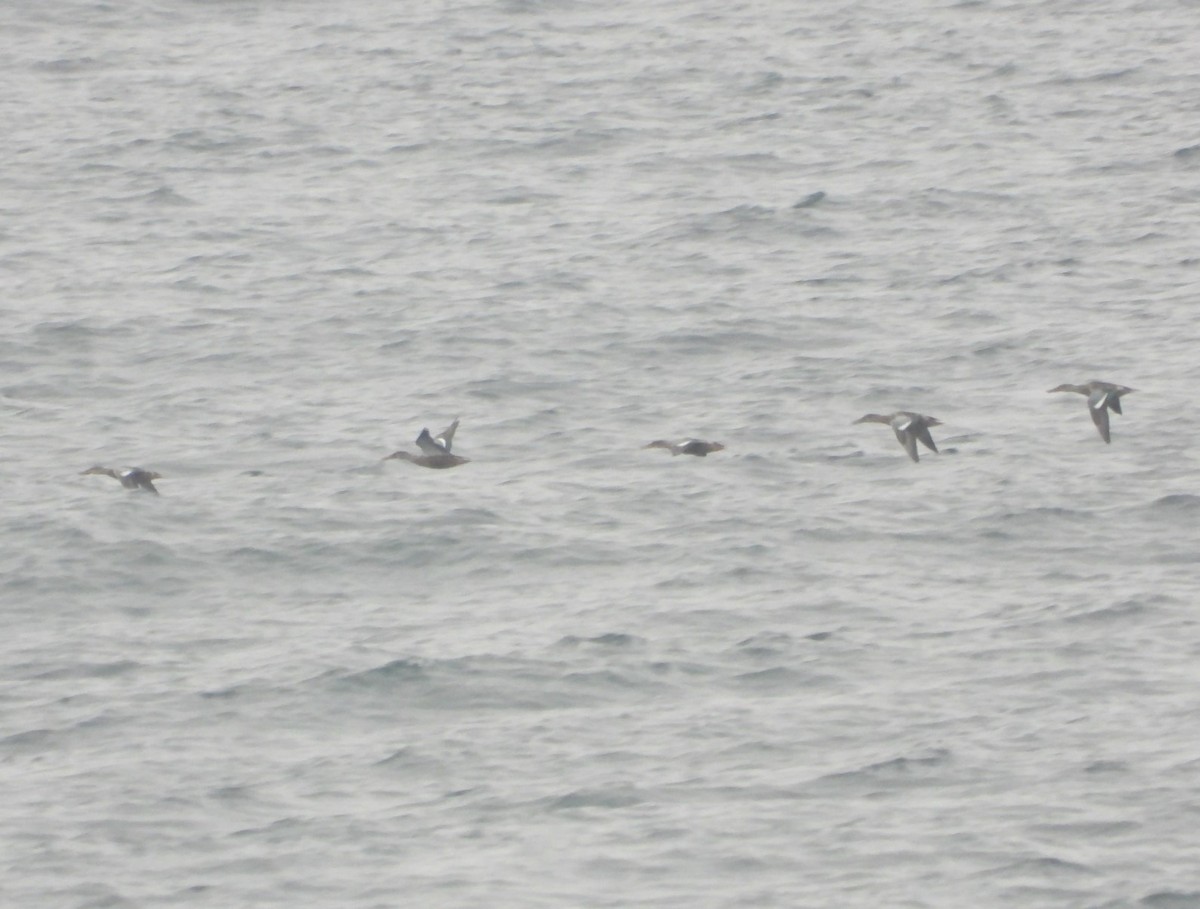 ebird-checklist-21-aug-2023-newport-pier-21-species-5-other-taxa