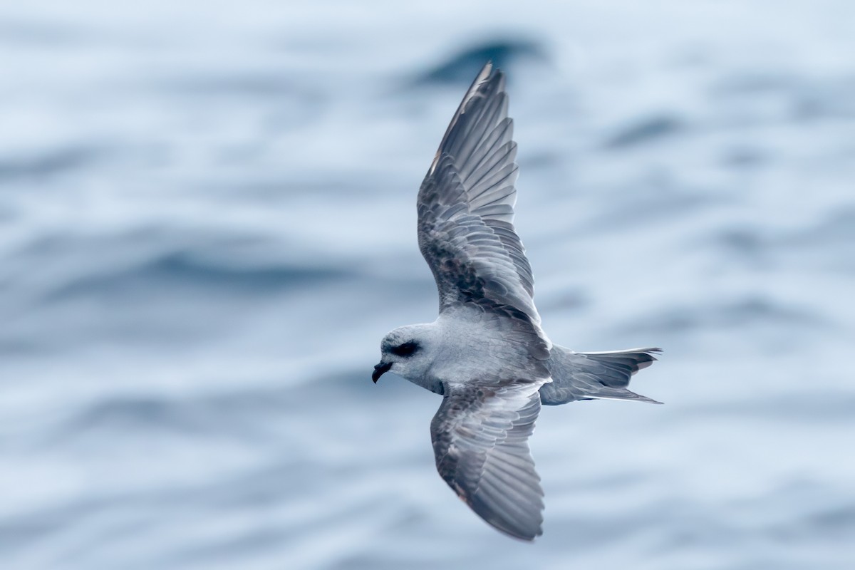 Fork-tailed Storm-Petrel - ML605683151