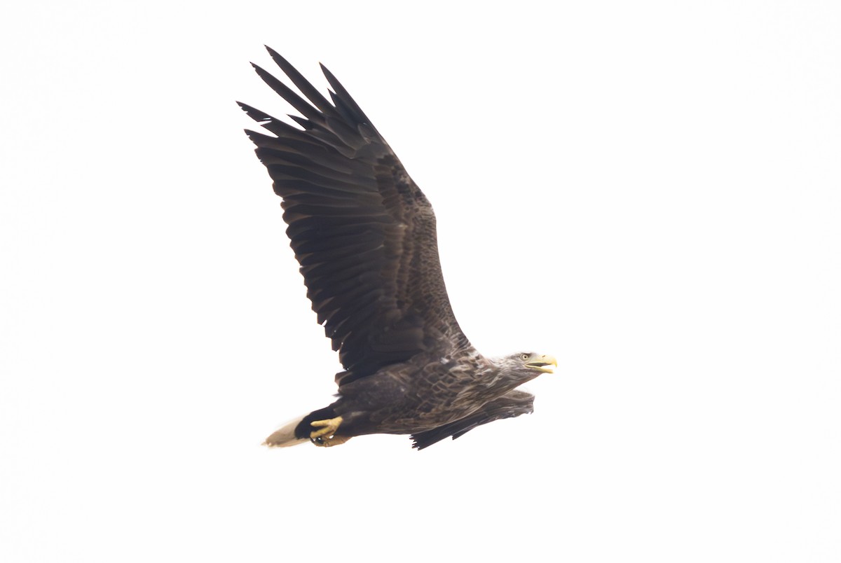 White-tailed Eagle - ML605686031
