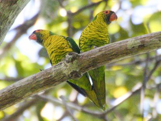  - Sula Lorikeet