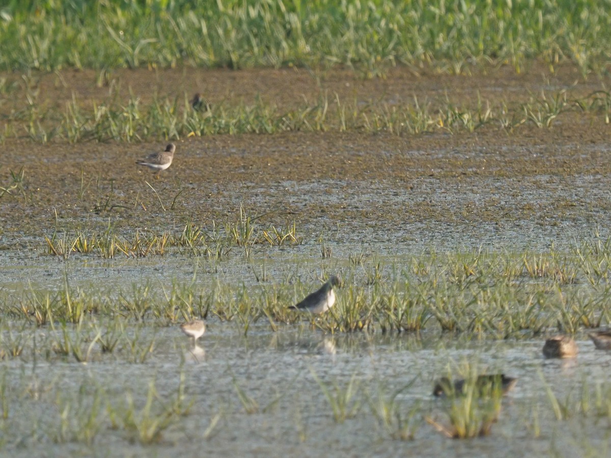 Ebird Checklist Aug Oregon Rotary Trail Species