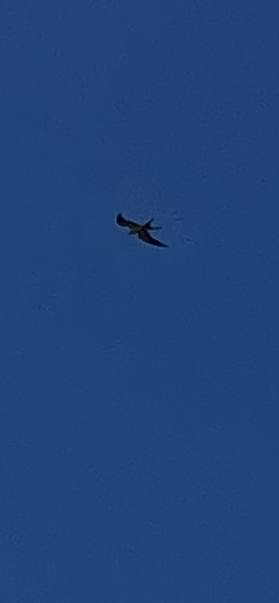 Swallow-tailed Kite - ML605692671